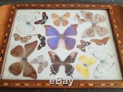 Antique Inlaid wood Blue Brazil Butterfly Wing Large Serving Tray 1930s 20x13