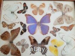 Antique Inlaid wood Blue Brazil Butterfly Wing Large Serving Tray 1930s 20x13