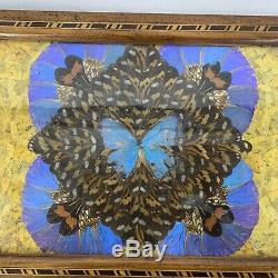Antique Iridescent Butterfly Wing Serving Tray Wall Hanging Inlaid Wood Frame