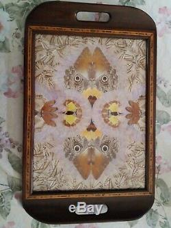 Butterfly Wing Art VTG/Antique 21x 13 Serving Tray Brazil Mahogany Wood Glass