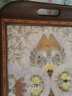 Butterfly Wing Art VTG/Antique 21x 13 Serving Tray Brazil Mahogany Wood Glass