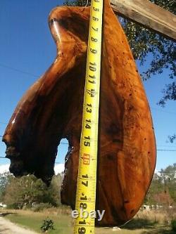 Old Growth Burl Southern Magnolia Wood Charcuterie Cheese Serving Board Wall Art