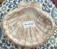 Tommy Bahama Distressed Wood Sea Shell Shaped Serving Piece NWT