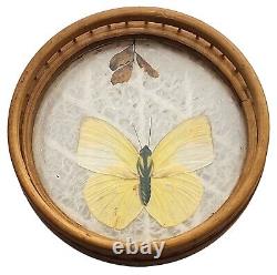 VINTAGE Bamboo Pressed Butterflies Wood / Glass Serving Tray & Lot of 3 Coasters