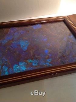 Vintage BLUE Morpho BUTTERFLY Wing Serving TRAY