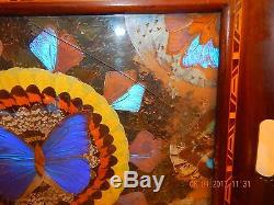 Vintage Butterfly Wing Art Inlaid Wood Serving Tray Glass Cover Mid Century