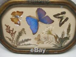 Vintage Iridescent Butterfly Wing Weed n Seed Folk Art Serving Wood Tray