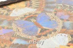 Vintage Natural Butterfly Wing Decoupage Wood And Glass Inlay Art Serving Tray