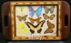 Vintage Real Butterfly Specimen Taxidermy Inlaid Wood Serving Tray Swallowtail