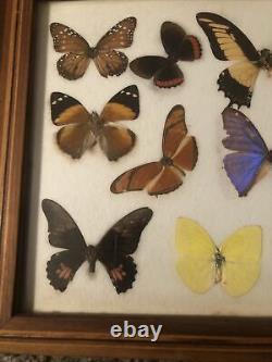 Vintage Real Butterfly Specimen Taxidermy Wooden Serving Tray Beautiful