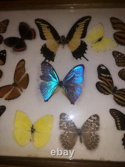 Vintage Real Butterfly Specimen Taxidermy Wooden Serving Tray Beautiful