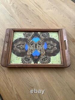 Vintage Taxidermy Butterflies Serving Tray Inlaid Wood Beautiful 19 X 13 Inches